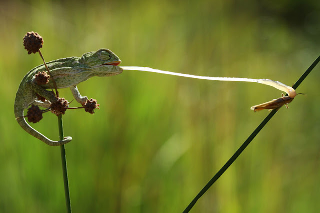 Makro Dunyasi by Mehmet Karaca