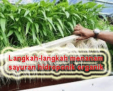 "menanam sayuran hidroponik organik"