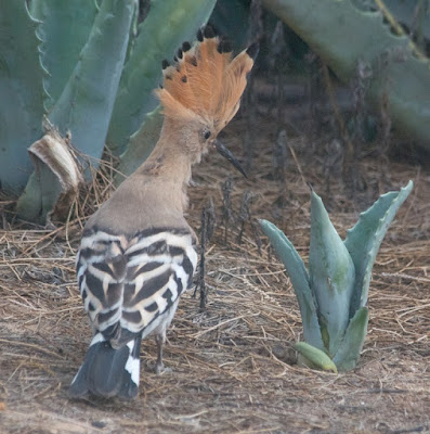 Eurasian Hoopoe (Upupa epops) 