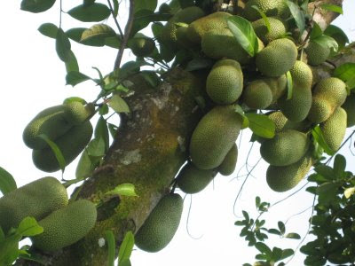 Khasiat dan Manfaat Buah Cempedak Untuk Kesehatan