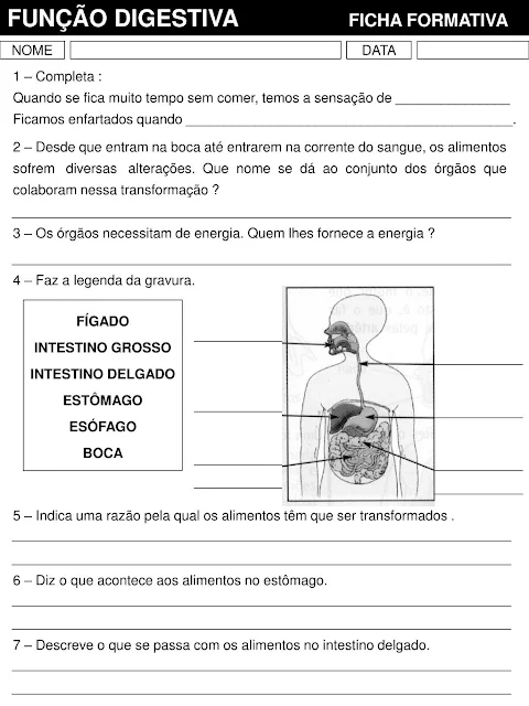 Órgãos do Corpo Humano e Suas Funções