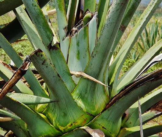 AGAVE ESPADIN LOS AMANTES 8