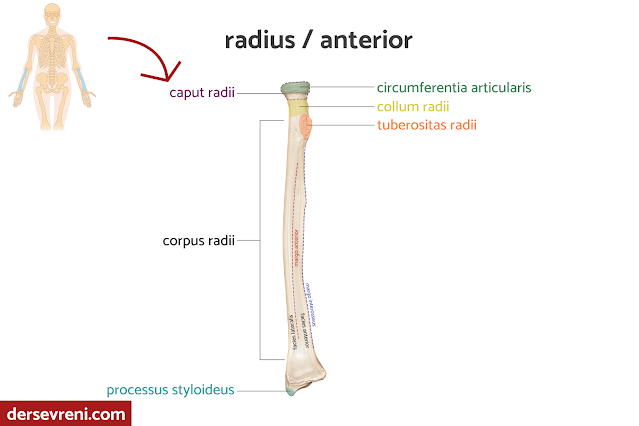 radius anterior