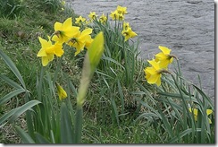 daffs below the flood line6