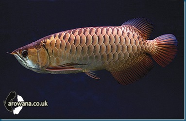 Crossback-Golden Arowana