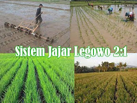 TEKNOLOGI JAJAR LEGOWO SUPER (JARWO SUPER)