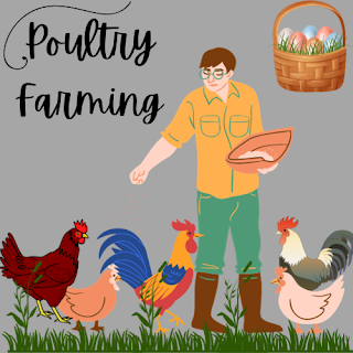 home-based poultry farming business ideas small business