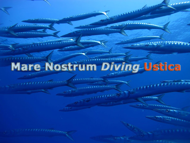 mare nostrum diving ustica