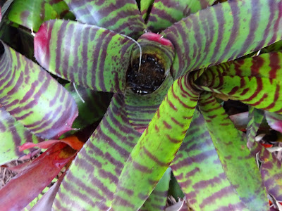 bromeliad, green leaves, red stripes