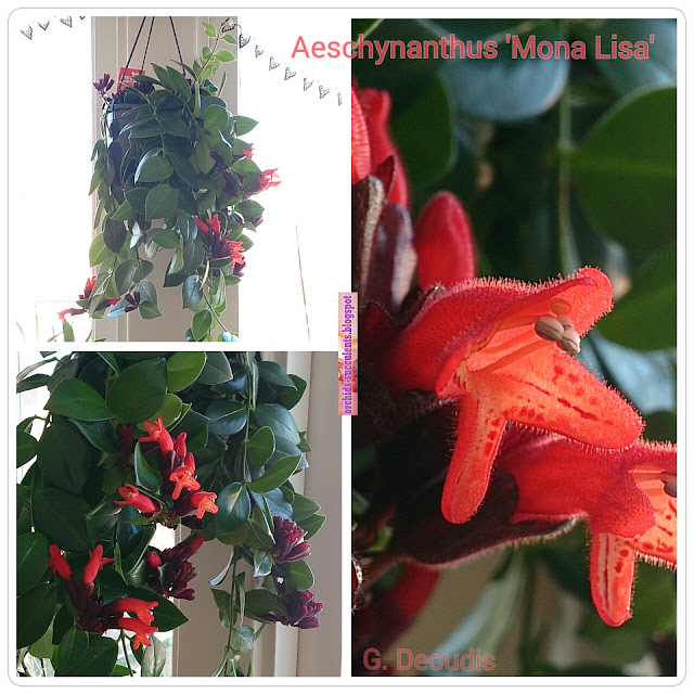 Αισχύνανθος ο ριζοβόλος Μόνα Λίζα, Aeschynanthus radicans Mona Lisa, ολόκληρο το φυτό