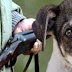 Κάτω Σαμικό: Πυροβόλησε τσοπανόσκυλο και εξαφανίστηκε