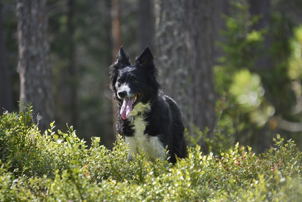 sopptur sognemo border collie