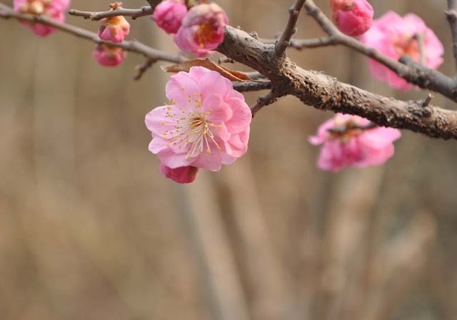 Plum Flowers