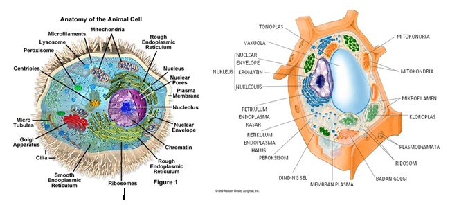  Sel  Jaringan Organ  Sistem Organ  dan  Organisme Aku 