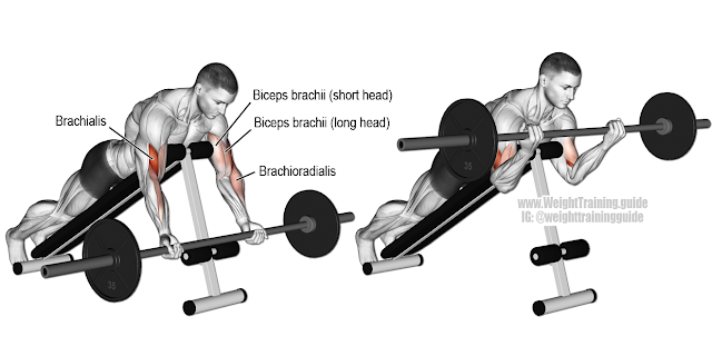 incline dumbbell curl benefit  incline dumbbell curl angle  incline dumbbell curl alternative  preacher curl  concentration curls  hammer curl  incline dumbbell hammer curl  bicep curls on knees