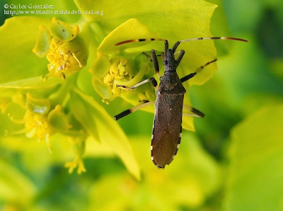 http://www.biodiversidadvirtual.org/insectarium/Dicranocephalus-albipes-img461541.html