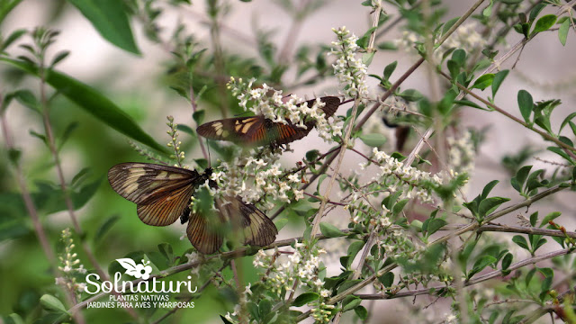 Aloysia gratissima Cedrón del Monte y mariposas Actinote