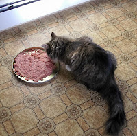 Cat eating homemade cat food