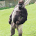 Gorila jantan berjalan seperti manusia