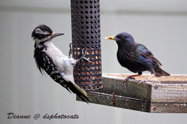 IMG_3565 Woodpecker&Starling copy
