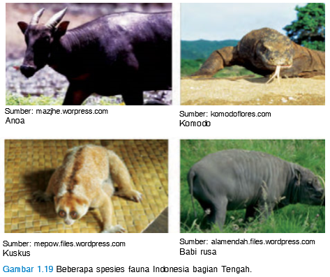 Ciri Ciri dan Tipe Fauna  Indonesia  Tengah  Atau Tipe 