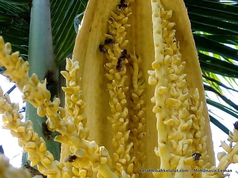 Pokok Bunga  Lebah Kelulut Kelapa  Pandan Cocos nucifera 