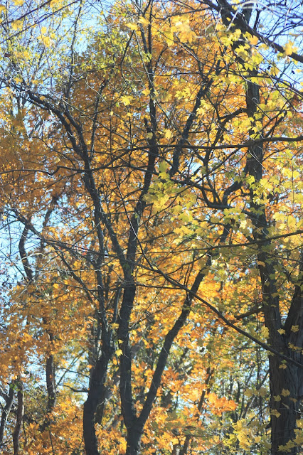 Yellow autumn tree leaves glisten in the sunlight