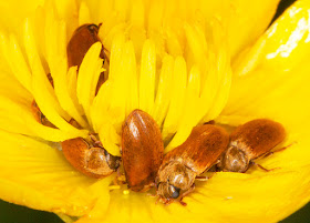 Beetles, Byturus ochraceus, in a Bulbous Buttercup flower.  Darrick Wood, 11 May 2015.