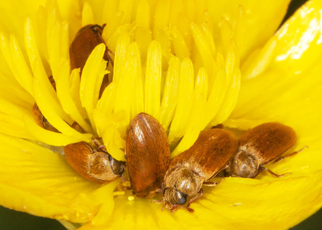 Beetles, Byturus ochraceus, in a Bulbous Buttercup flower.  Darrick Wood, 11 May 2015.