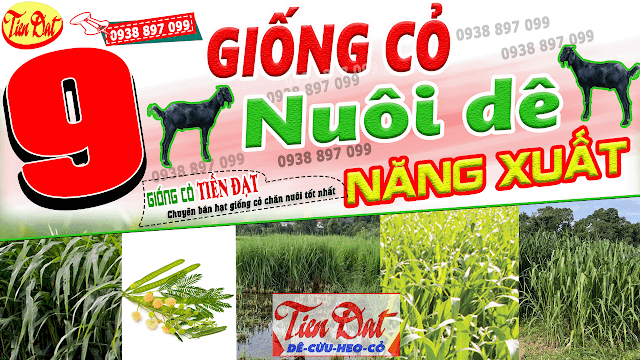 9 Loại giống cỏ nuôi dê năng suất cao nhất tại Việt Nam