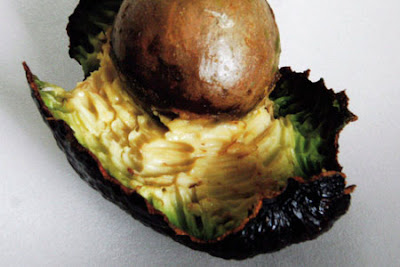 The meticulously nibbled avocado which brought Tony Blair into the spotlight