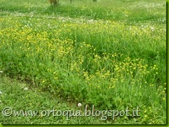 OrtoQua 2015 - 18 aprile (8)