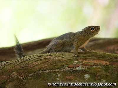 Slender Squirrel (Sundasciurus tenuis)