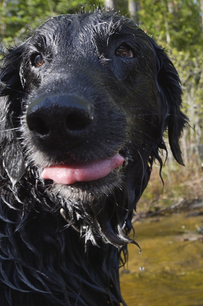 flat coated retriever