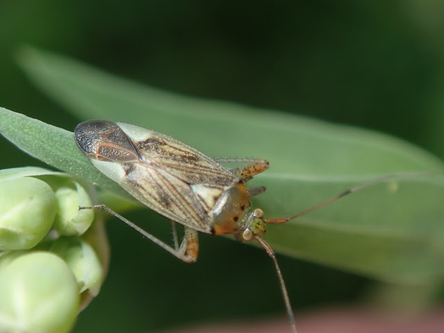 Closterotomus trivialis