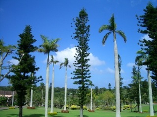 CIMG0295