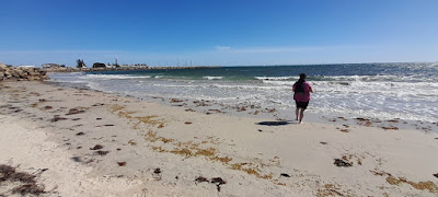 Enigma wading in the water at Bathers Beach.