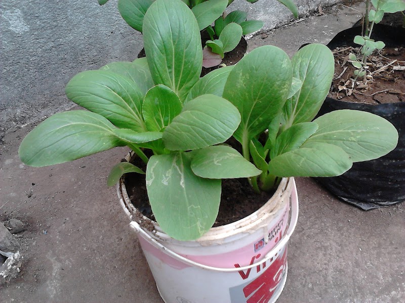 Konsep Penting Tanaman Sayur Dalam Pot