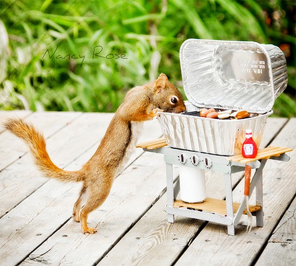  Creative photos of Squirrels 