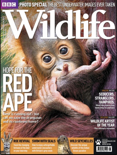 BBC Wildlife Red Ape Cover