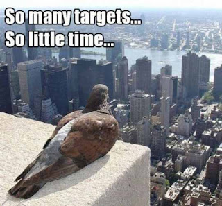 skyline pigeon