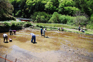 田植えの画像