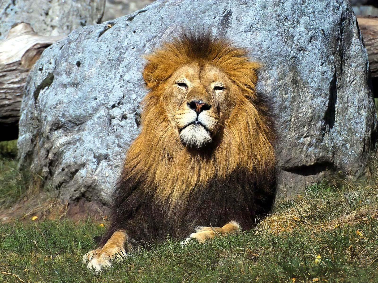  Lion  Wallpapers  3D  Wallpaper  Nature Wallpaper  Free 