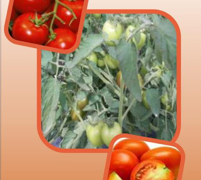 leaflet biudidaya tomat
