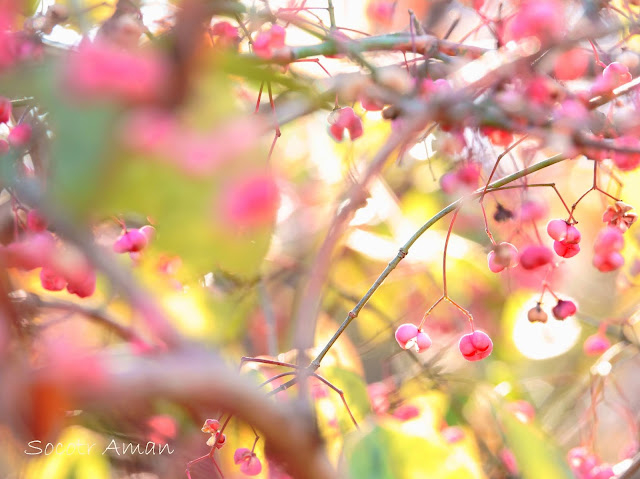 Euonymus hamiltonianus