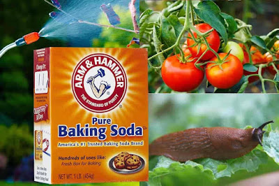 Uses of baking soda for palnts and garden