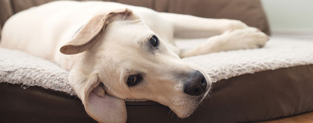 How to stop your dog from chewing up bed