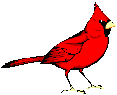 Cardinal Bird Flight on Cardinals Birds Flying