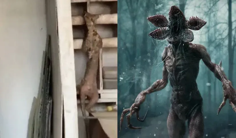 Mysterious creature like Demogorgon from the “Stranger Things” filmed in India