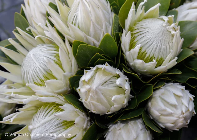 Fresh Cut Flowers For Sale, Paddocks, Milnerton Copyright Vernon Chalmers